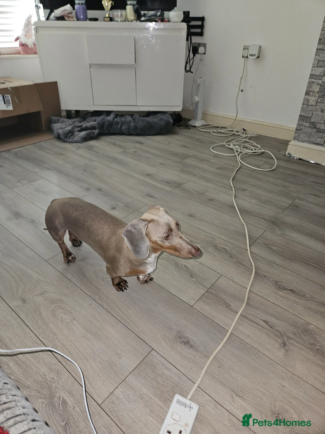 Dachshund dogs for sale: Lexi and Loaf in Hull - Advert 2