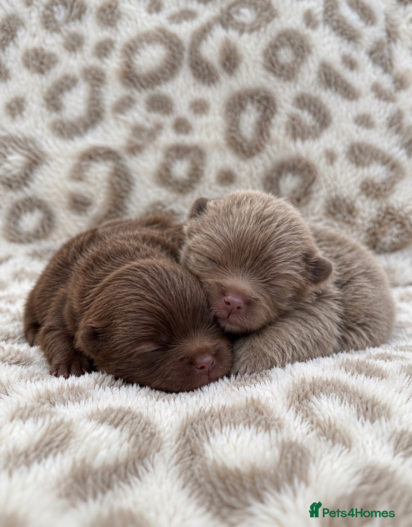 Pomeranian dogs Petite Teddy Bear Faced Pups Lilac & Chocolate - Advert 5