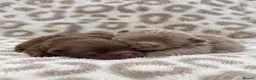 Pomeranian dogs for sale: Petite Teddy Bear Faced Pups Lilac & Chocolate - Advert 15
