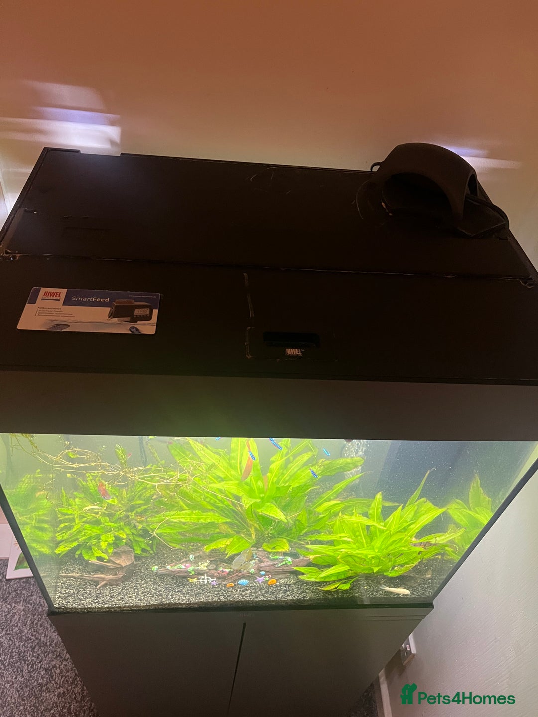 Tetras fish for sale: Fluval aquarium  - Advert 8