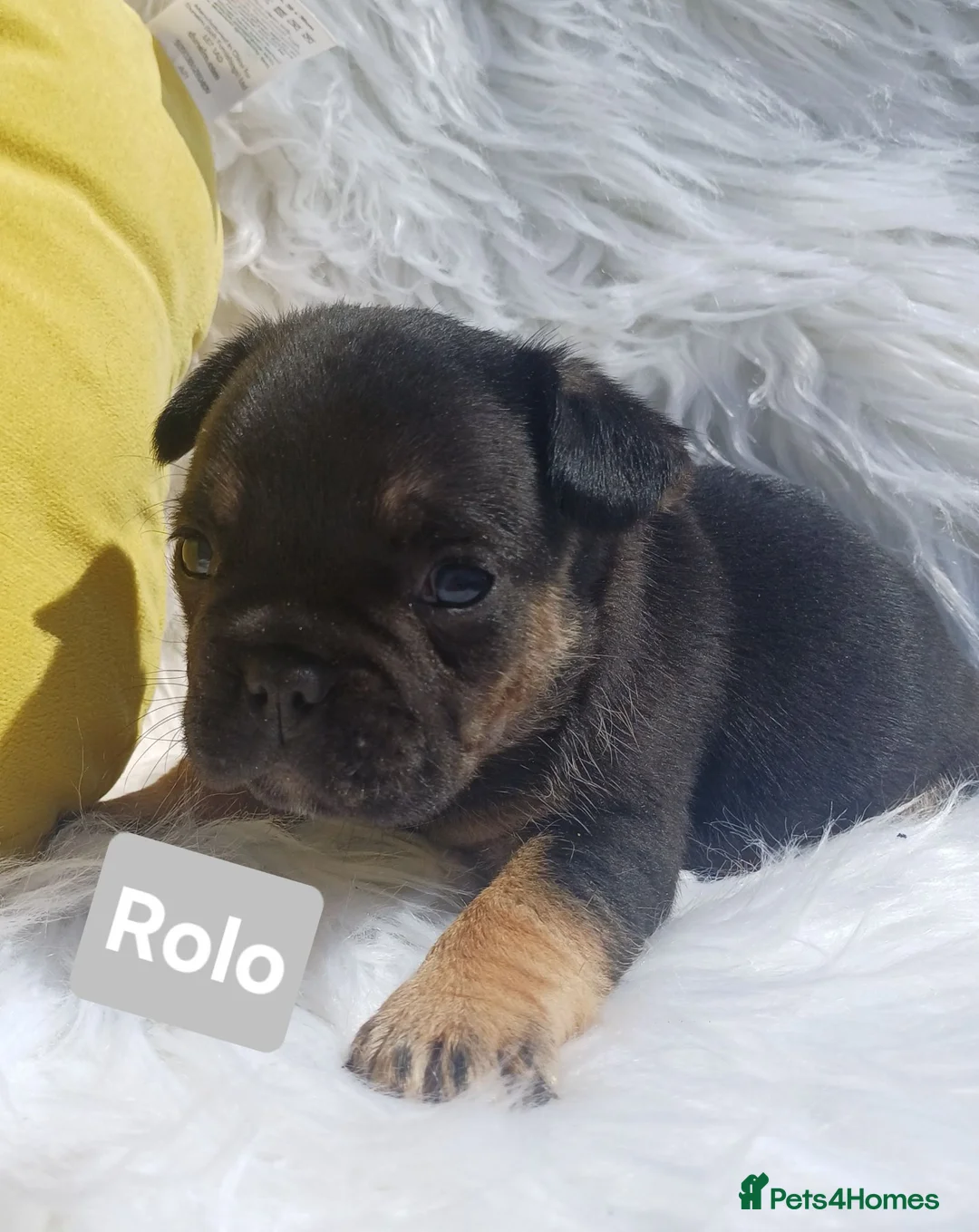 French Bulldog dogs for sale: Outstanding KC French Bulldog Puppies  - Advert 2