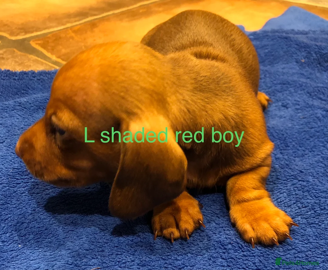 Miniature Dachshund dogs for sale: Smooth haired min Dachshund - Advert 2