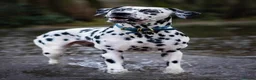 Dalmatian dogs for sale:  Harley, the enchanting half-Aussie is due soon. in Stafford - Advert 11