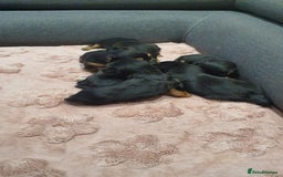 Yochon dogs for sale: 6 beautiful pups for sale - Image 11