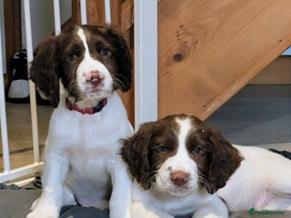 Sprocker dogs - Advert 29