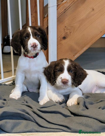 Sprocker dogs - Advert 2