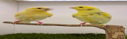 Canaries birds for sale: 2026 yellow dimorphic canaries available  - Advert 3