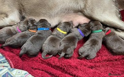 Labrador Retriever dogs for sale: KC SILVER/CHOCOLATE PEDIGREE LABRADOR PUPIES - Image 1