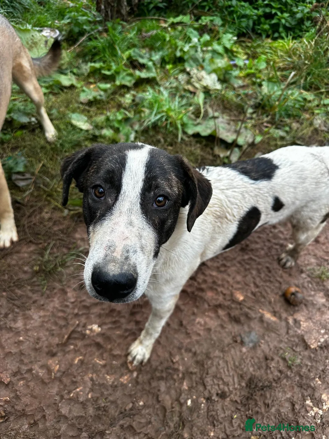 Mixed Breed dogs for adoption: MJ is looking for a family  - Advert 6