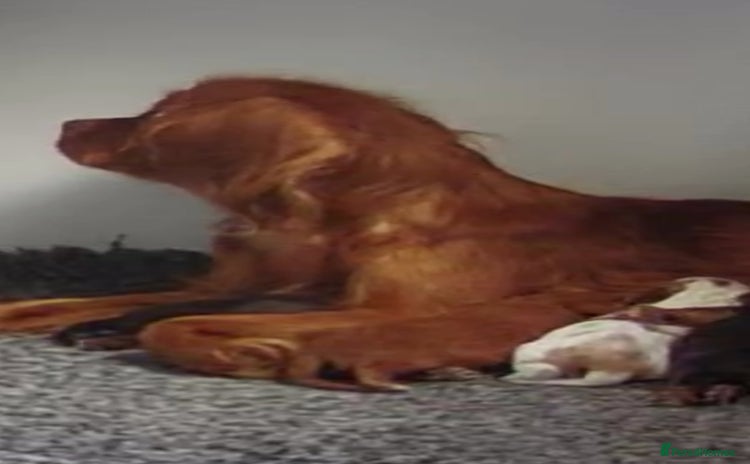Cavalier King Charles Spaniel dogs - Advert 6