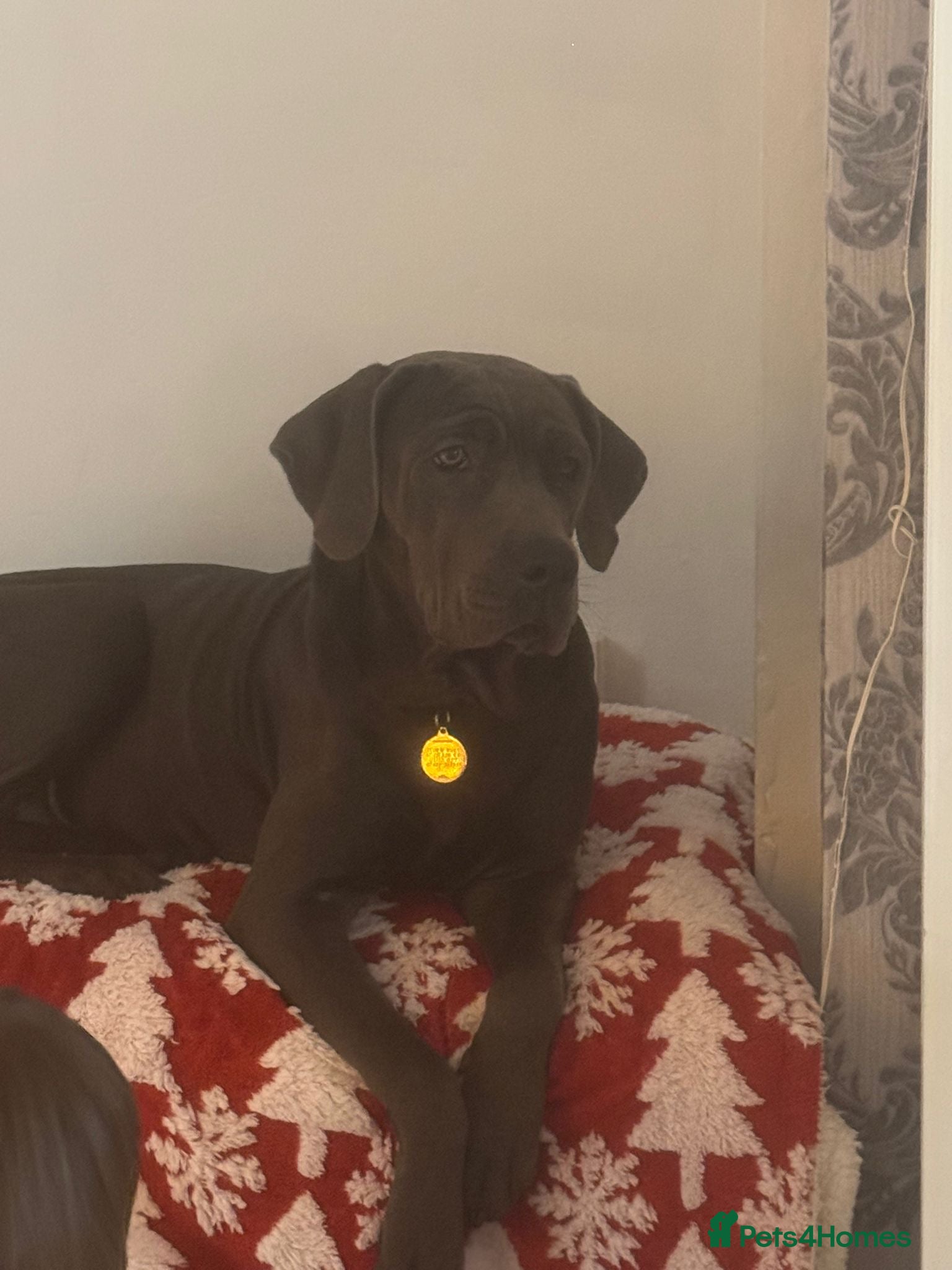 Cane Corso dogs Outstanding cane corso pups 🐶  - Advert 2