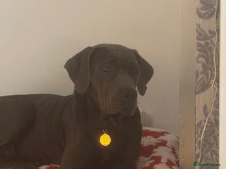 Cane Corso dogs Outstanding cane corso pups 🐶 - Advert 4