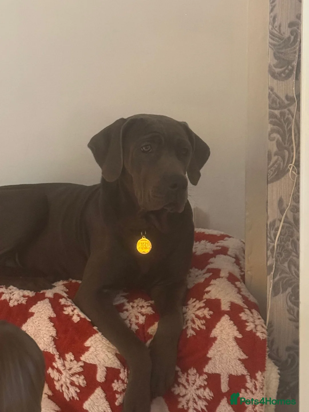 Cane Corso dogs for sale: Outstanding cane corso pups 🐶  - Advert 10