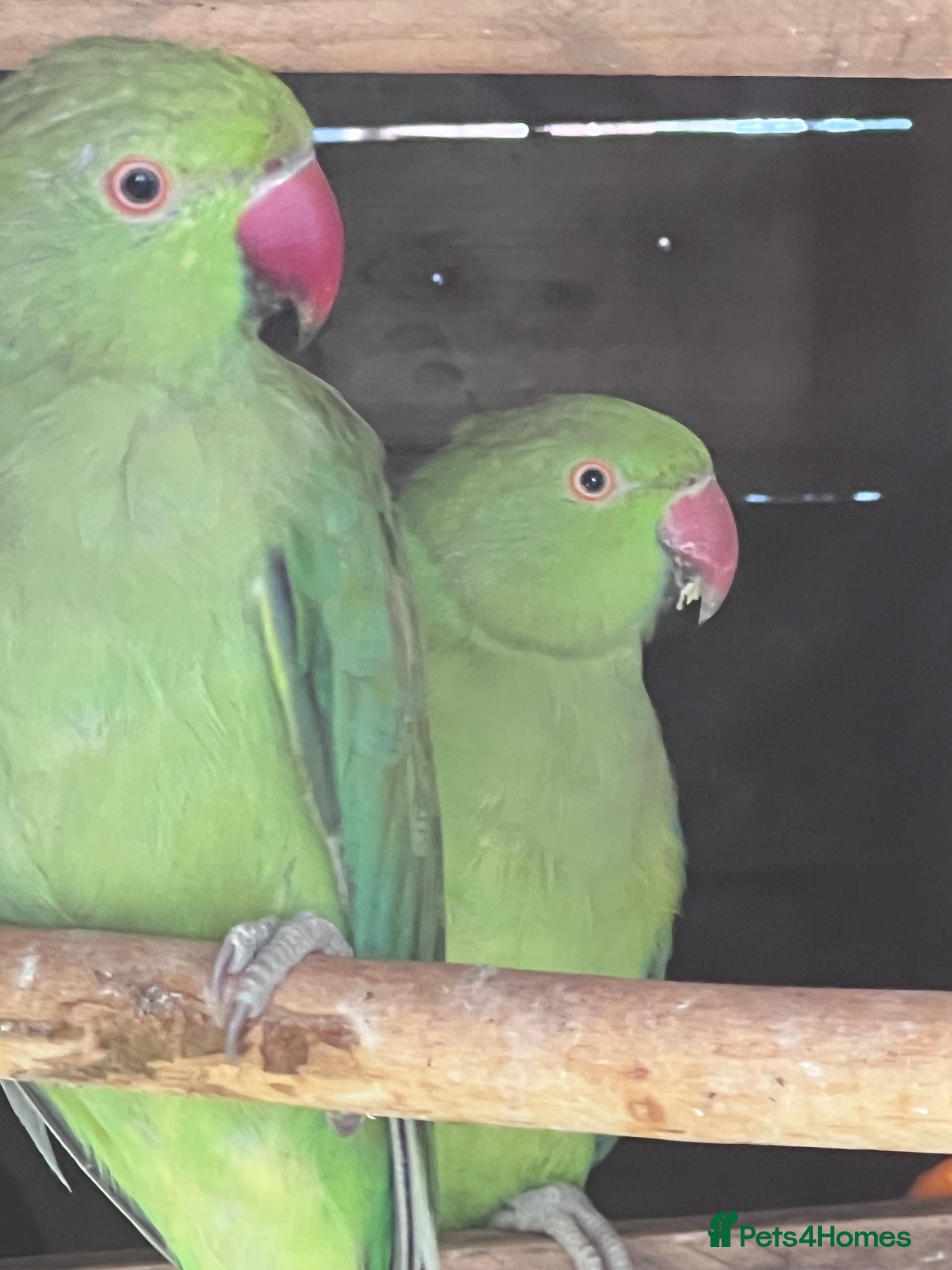 Parrots birds Male & Female Indian Ringneck Parrots  - Advert 12