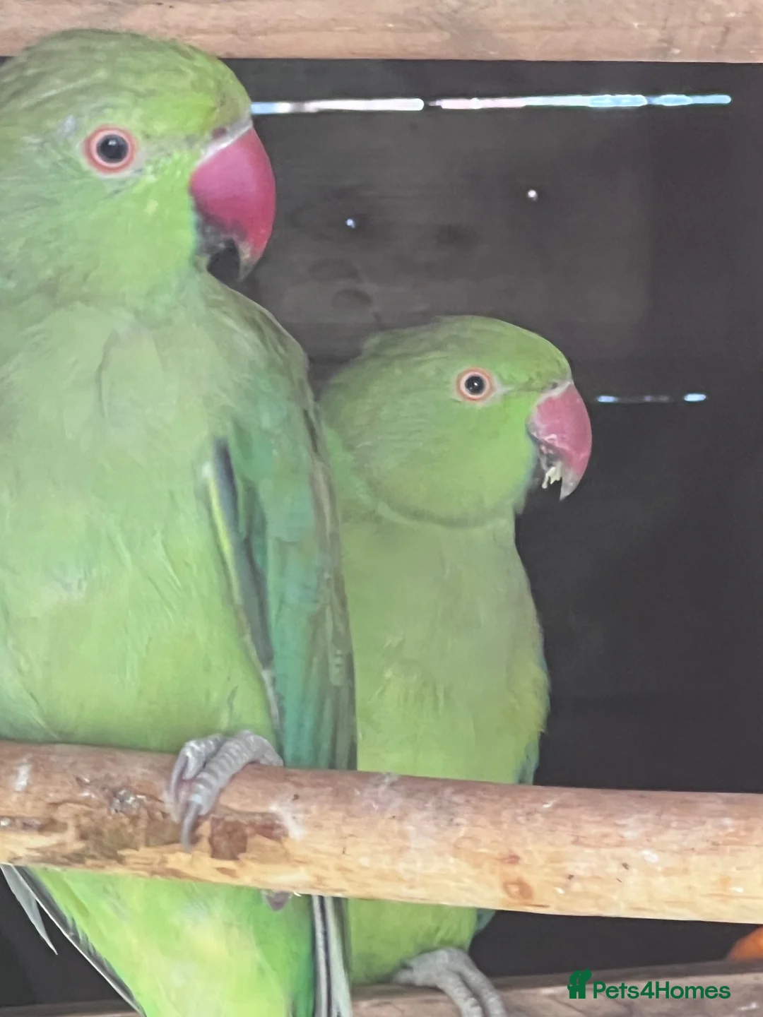 Parrots birds for sale: Male & Female Indian Ringneck Parrots  - Advert 1