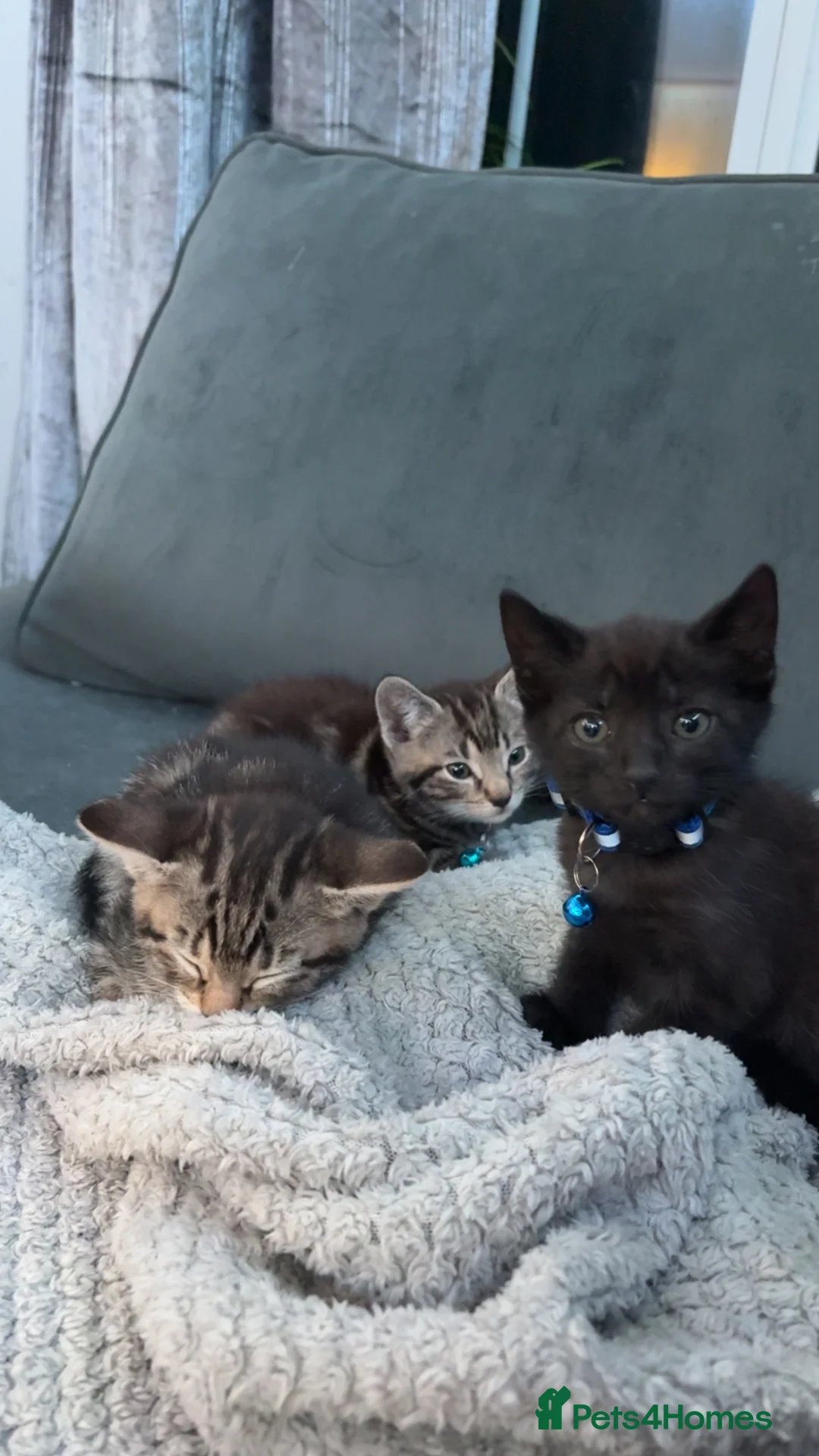 Mixed Breed cats for sale: 5 kittens  - Advert 11