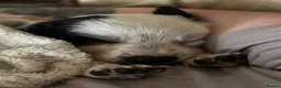 Mixed Breed dogs for sale: 🐾✨ TWO Border Collie x Blue Heeler Pups left ✨🐾 - Advert 28