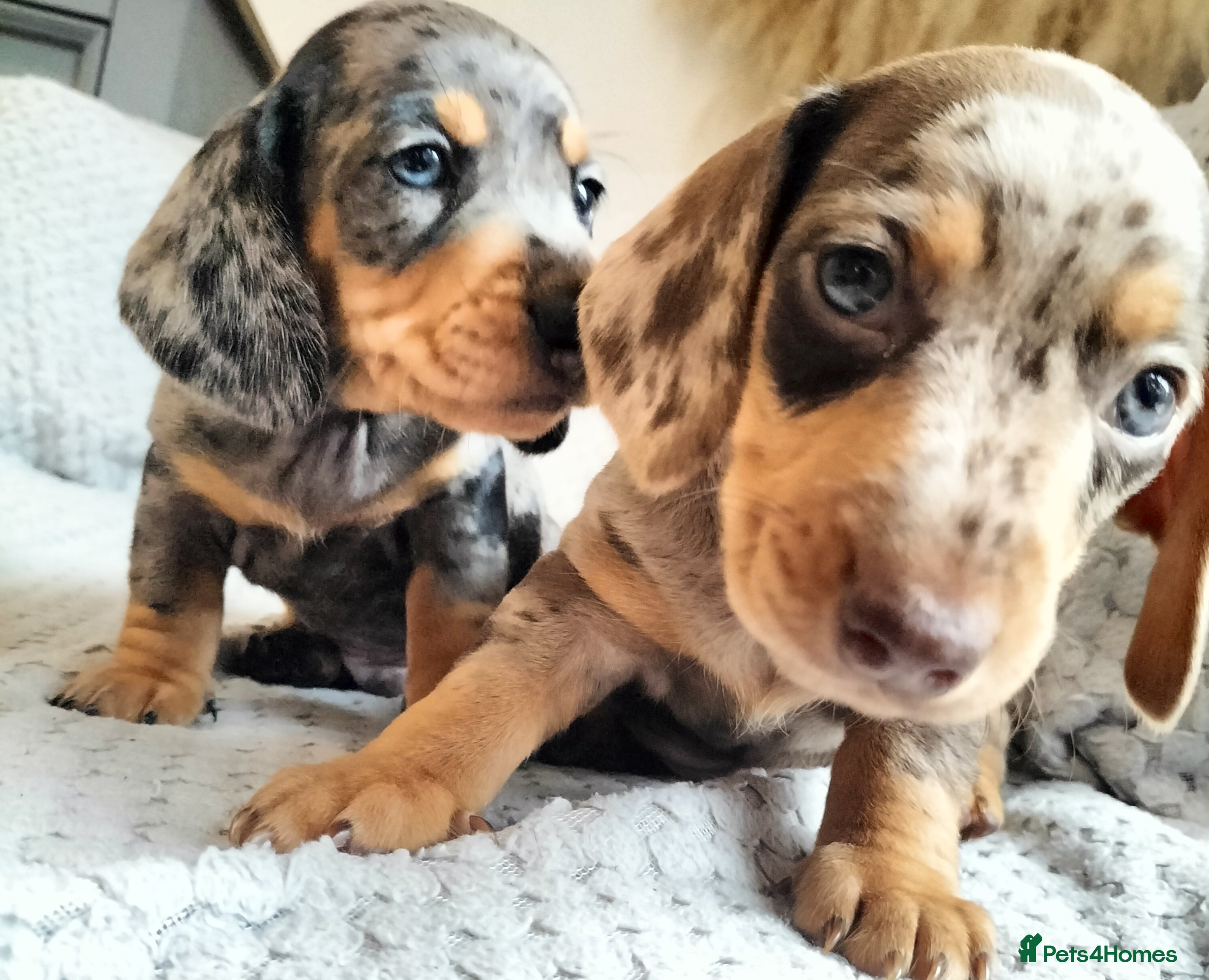 Miniature Dachshund dogs Beautiful miniature dachshunds 😊 - Advert 8