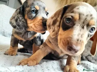 Miniature Dachshund dogs Beautiful miniature dachshunds 😊 - Advert 8