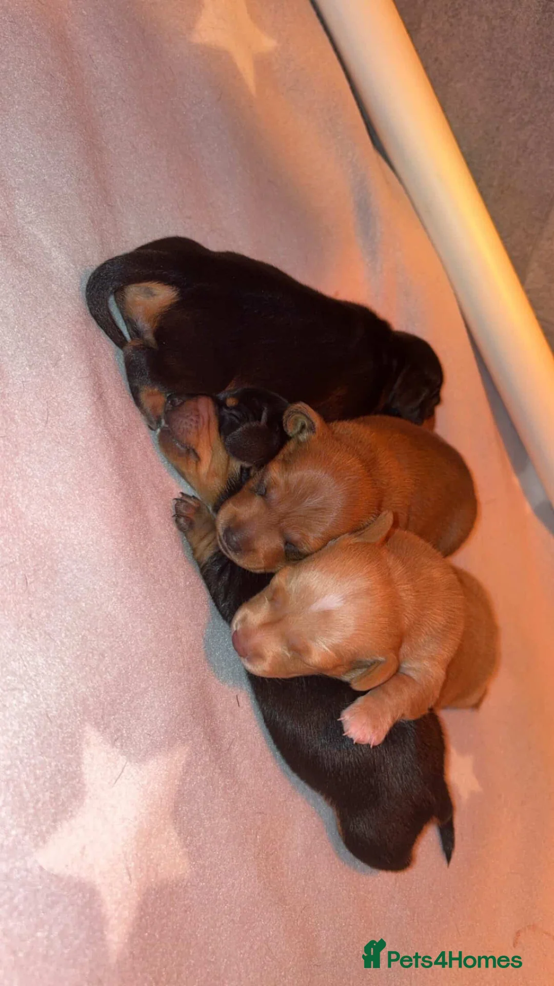 Miniature Dachshund dogs for stud: Smooth Cream Stud (carries long) - Advert 2