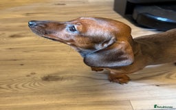 Miniature Dachshund dogs for sale: Miniature daschund Ready now - Image 4