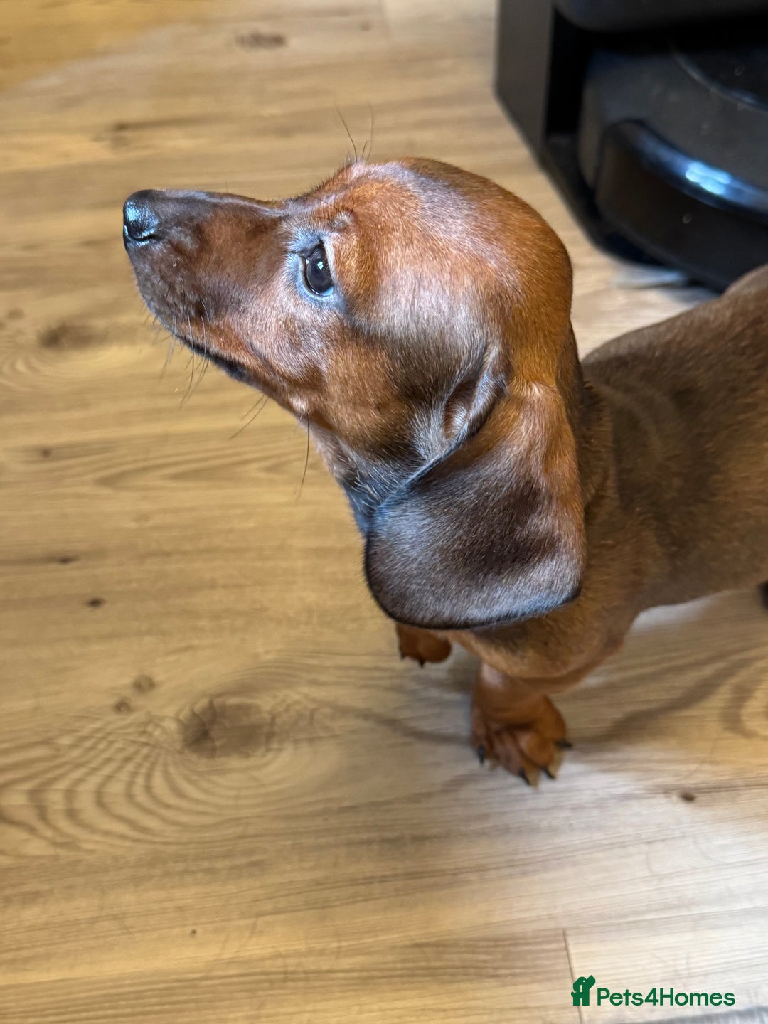 Miniature Dachshund dogs for sale: Miniature daschund Ready now - Image 4