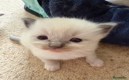 Ragdoll cats for sale: Purebred Blue Mitted Ragdoll Kittens - Image 9