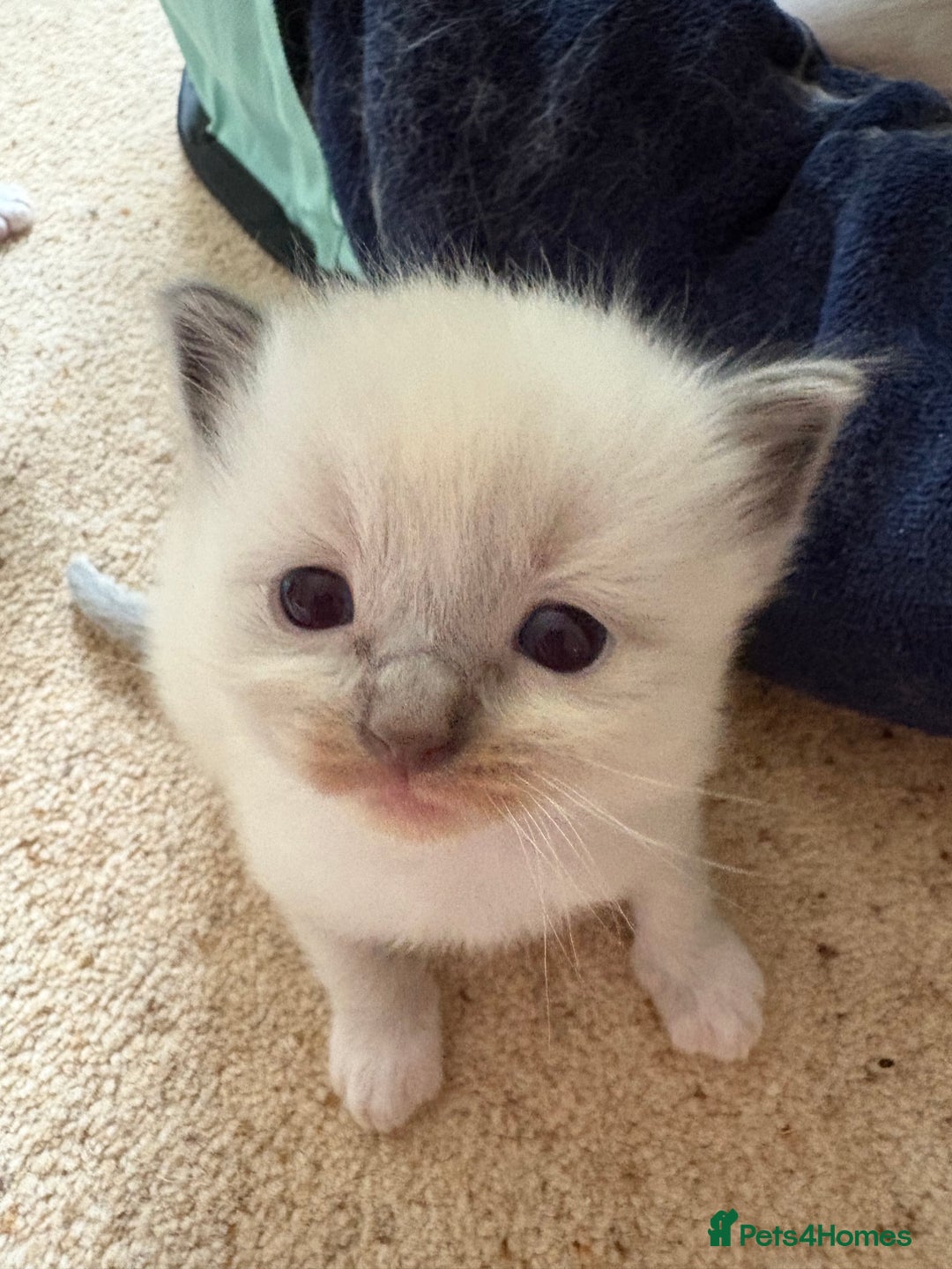 Ragdoll cats for sale: Purebred Blue Mitted Ragdoll Kittens - Image 9