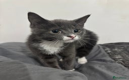 Domestic Shorthair cats for sale: beautiful kittens ready to leave now FEMALE in Luton - Image 11