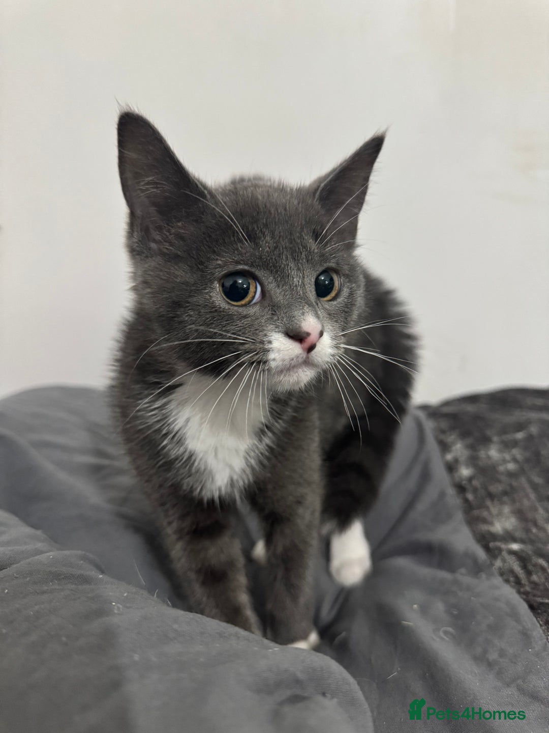 Domestic Shorthair cats for sale: beautiful kittens ready to leave now FEMALE in Luton - Image 11