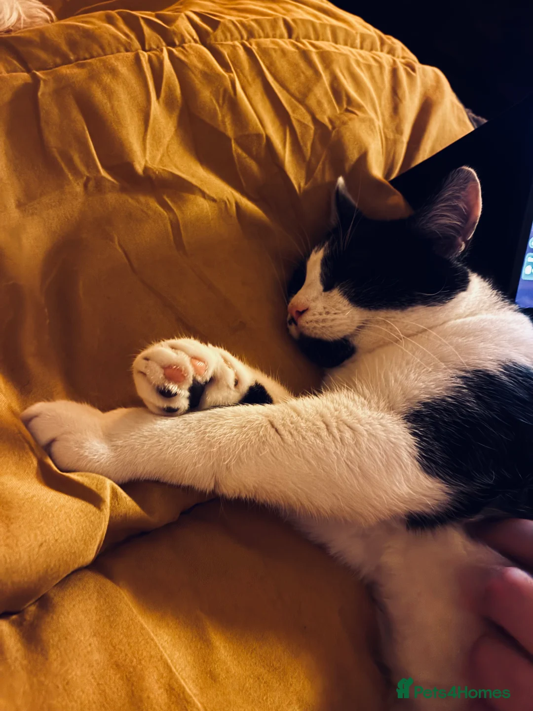 American Shorthair cats for sale: Beautiful Loving American Short Hair Cat - Advert 1