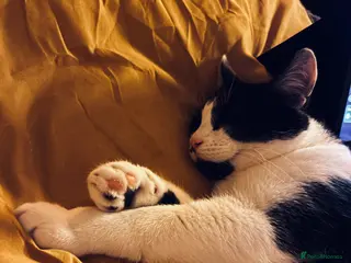 American Shorthair cats Beautiful Loving American Short Hair Cat - Advert 8