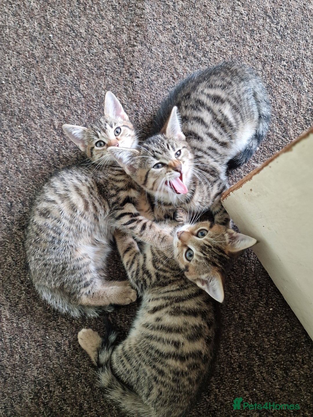 Domestic Shorthair cats for sale: 3 beatiful kittens for the price £200 altogether - Image 14