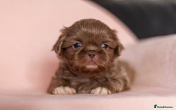Shih Tzu dogs for sale: Stunning imperial Shih Tzu pups ready now - Image 1