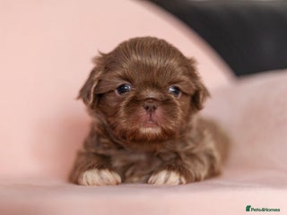 Shih Tzu dogs - Advert 8