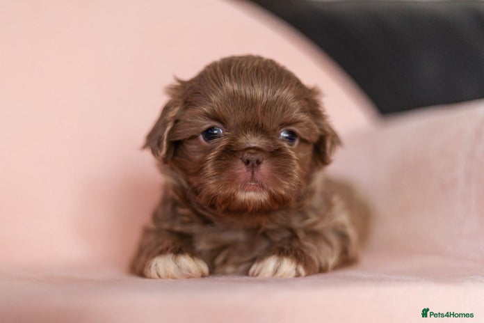 Shih Tzu dogs - Advert 9