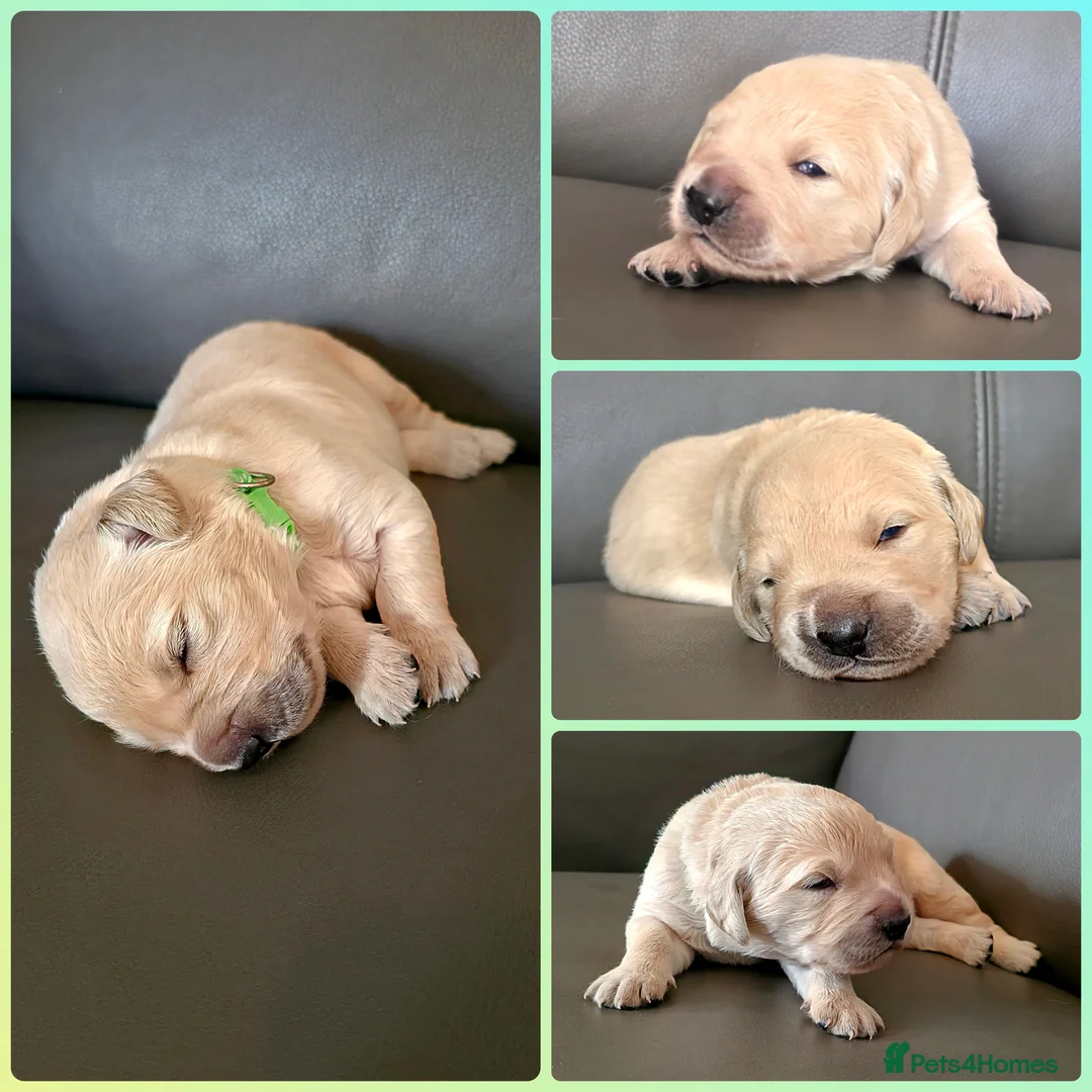 Golden Retriever dogs for sale: KC Golden Retrievers 🧬 Health Tested Parents - Advert 19
