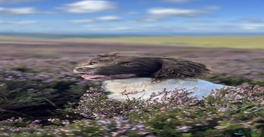 English Springer Spaniel dogs - Advert 6