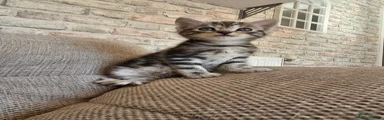 Grey tabby boy 