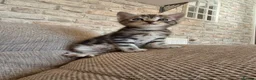 Mixed Breed cats for sale: 6 stunning breed kittens - Advert 9