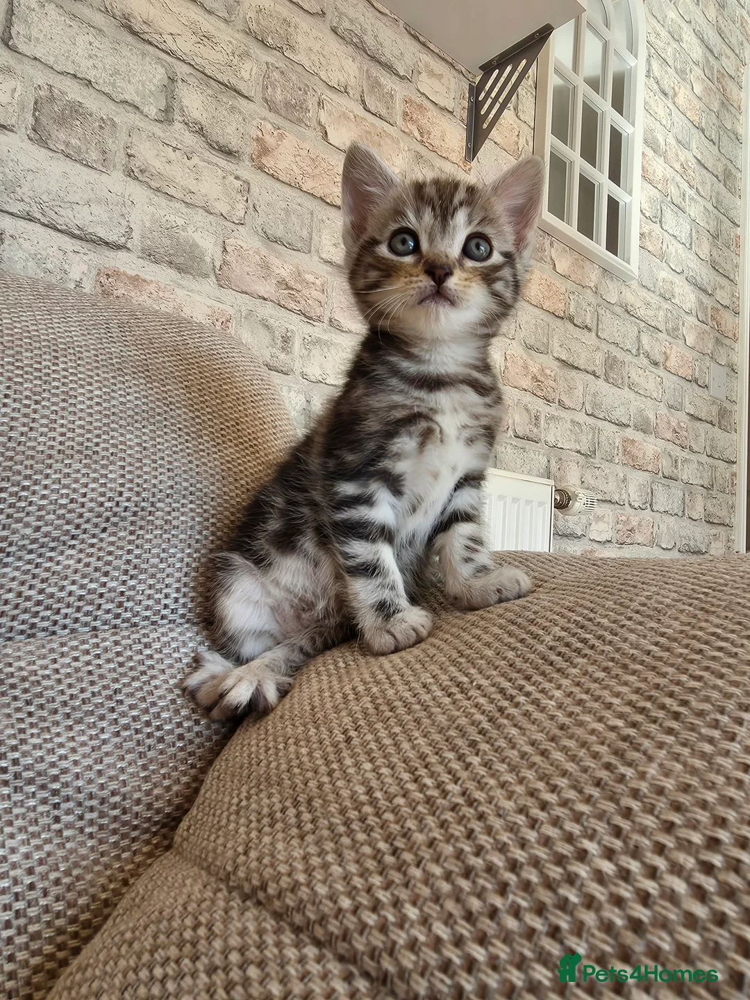 Mixed Breed cats for sale: 6 stunning breed kittens - Advert 9