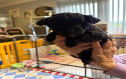 Yorkiepoo dogs for sale: Yorkiepoo puppies for sale. - Image 4