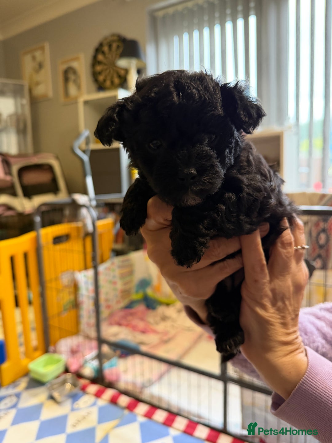 Yorkiepoo dogs for sale: Yorkiepoo puppies for sale. - Image 4