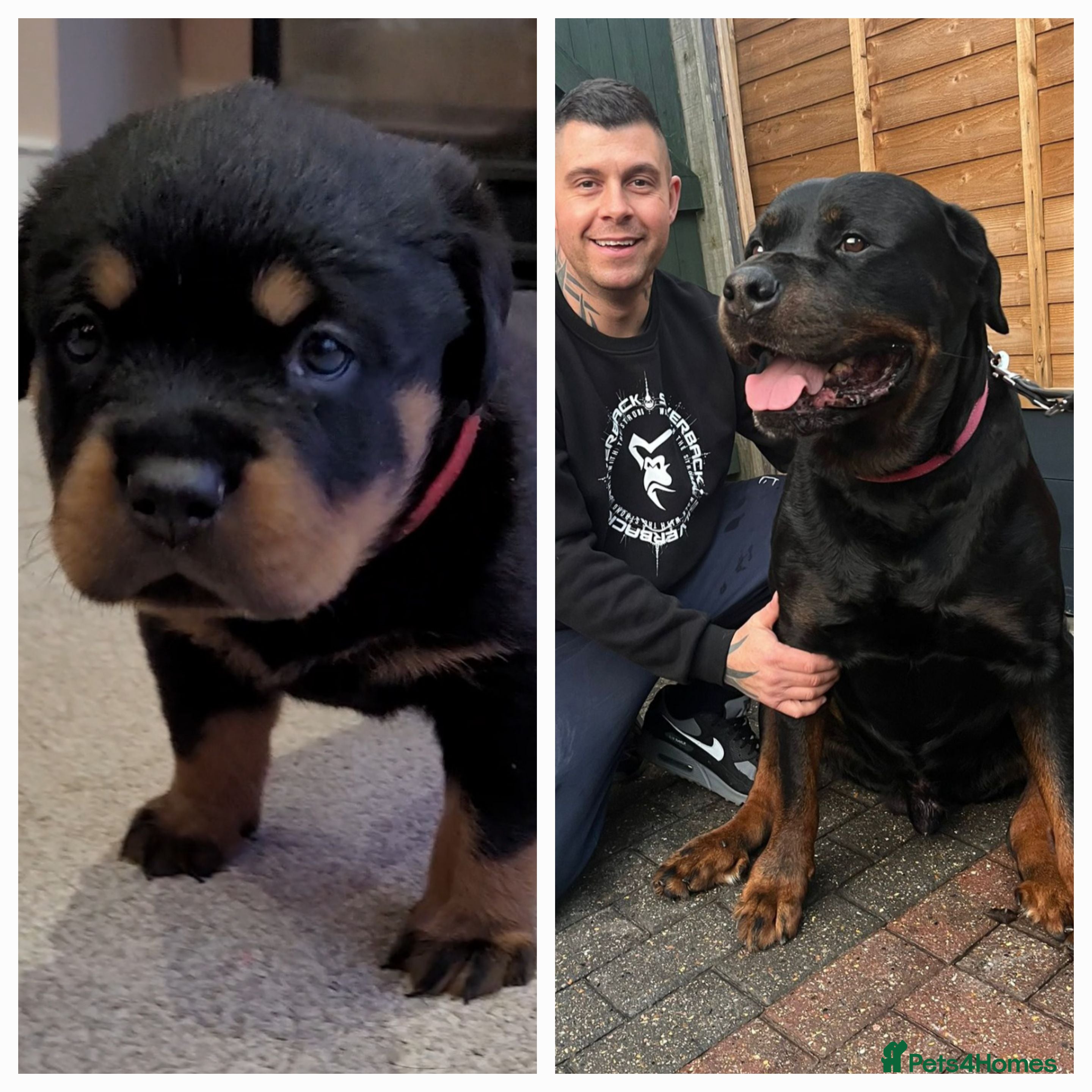 Rottweiler dogs GIANT ROTTWEILER PUPS. HEALTH, SIZE, TEMPERAMENT - Advert 6