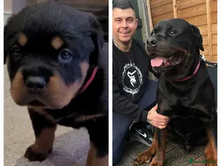 Rottweiler dogs GIANT ROTTWEILER PUPS. HEALTH, SIZE, TEMPERAMENT - Advert 6