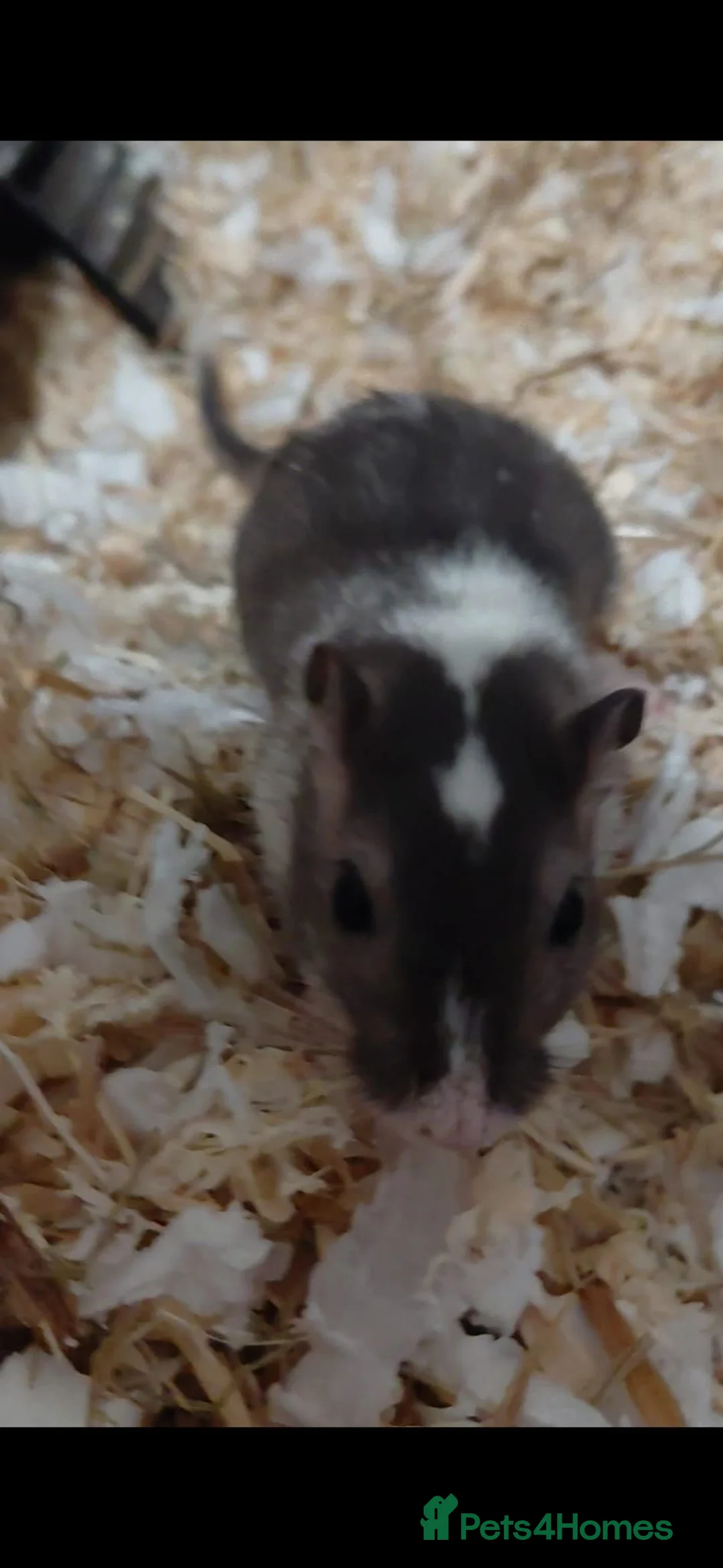 Gerbil rodents for sale: Free to a good home 2 female gerbils - Advert 4