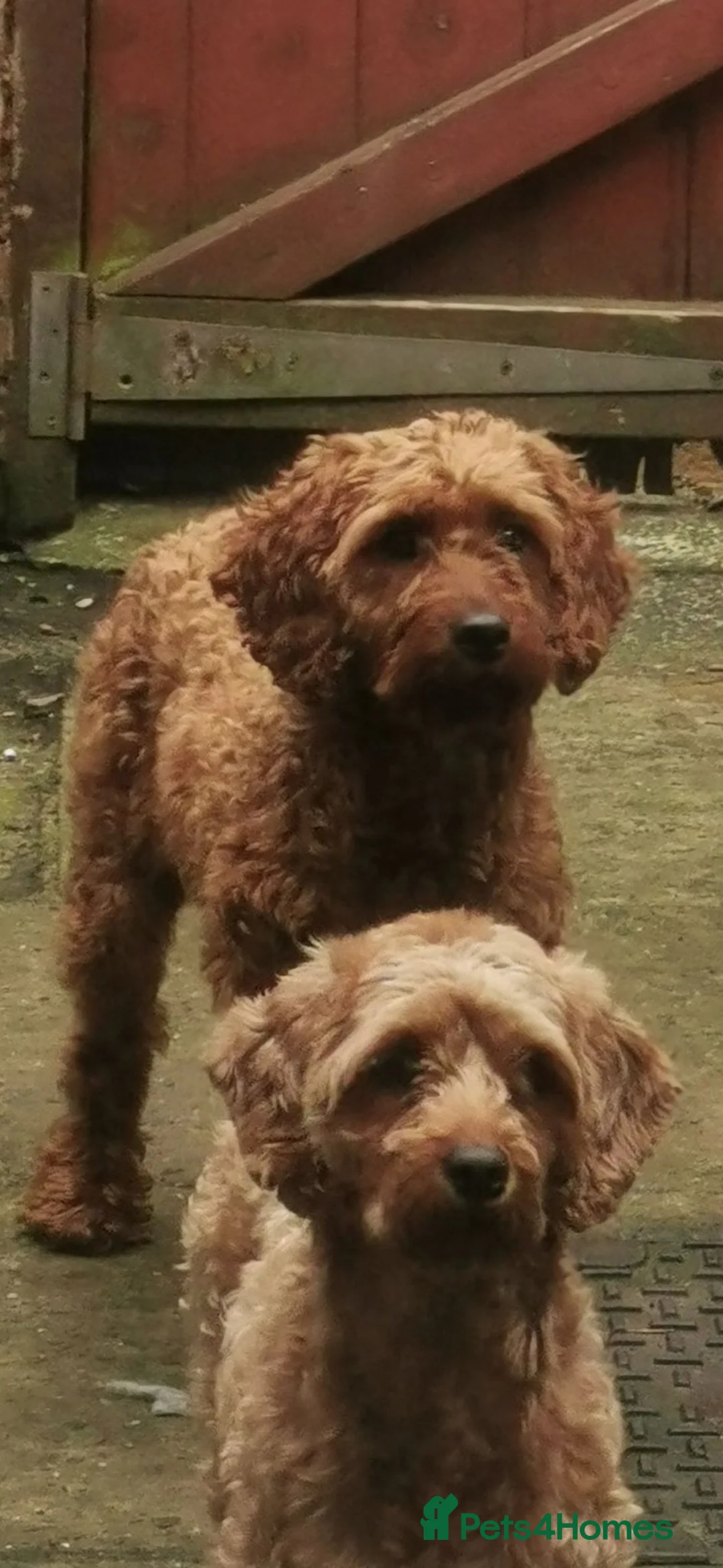 Cavapoo dogs for sale: PRA CLEAR Exceptional Red Cavapoo Girl  - Advert 5