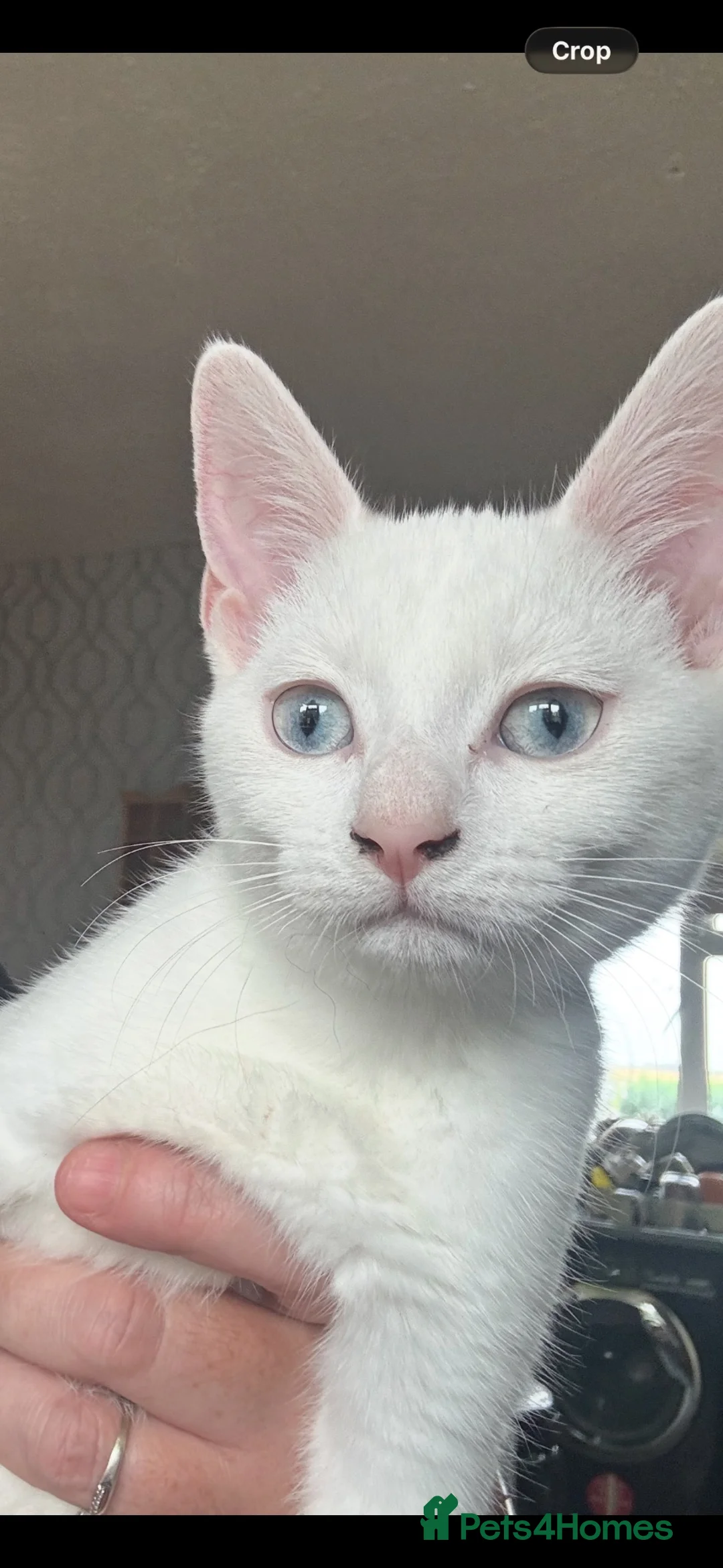 Mixed Breed cats for sale: Siamese x - Advert 1