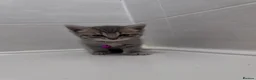 British Shorthair cats for sale: 🐾 Stunning British Shorthair × Persian Kittens 🐾 - Advert 21
