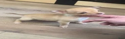 Chihuahua dogs for sale: CHIHUAHUA PUPPIES 3 only available now  - Advert 30